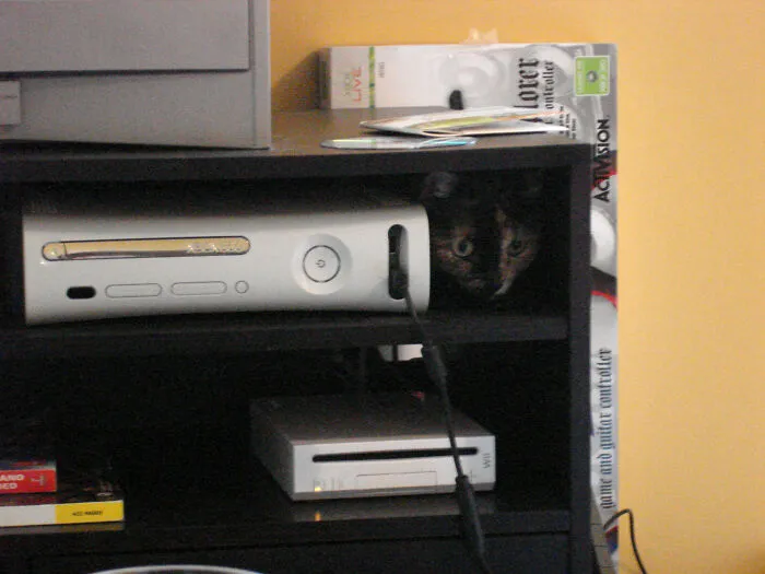 43 People Share How They Accidentally Conditioned Their Pets To Learn Unusual Skills Or Habits