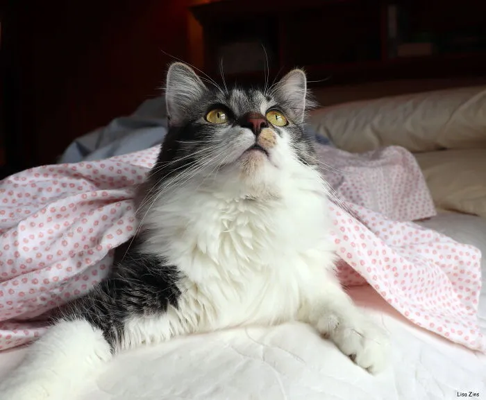 43 People Share How They Accidentally Conditioned Their Pets To Learn Unusual Skills Or Habits
