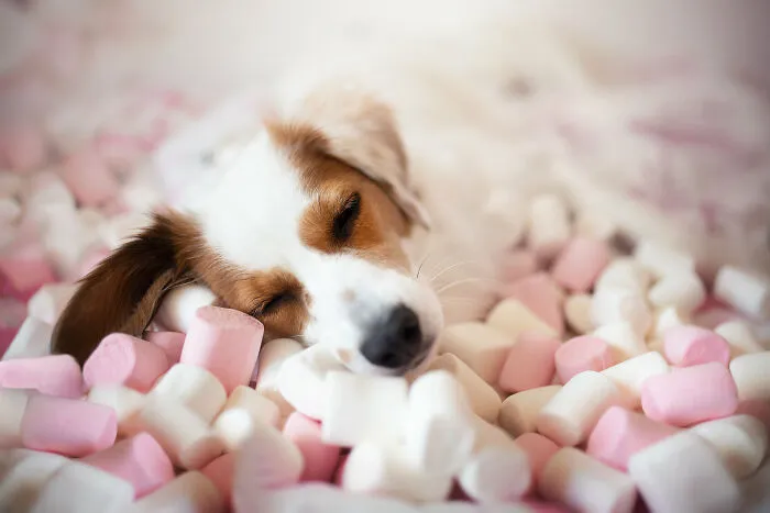 Sweets