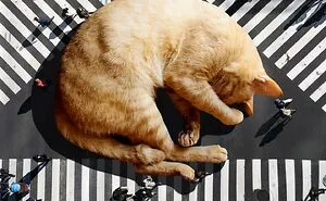This Artist Uses Photoshop To Create Surreal Giant Cat Landscapes, Here Are His Best 30 Edits