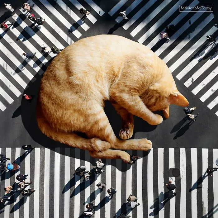 This Artist Uses Photoshop To Create Surreal Giant Cat Landscapes, Here Are His Best 30 Edits
