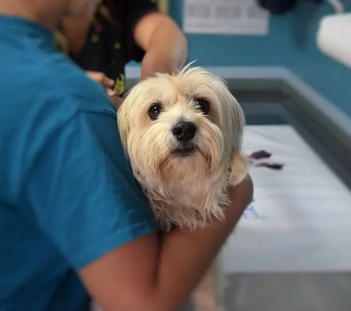 30 Veterinarians Share Things All Pet Owners Should Be Aware Of