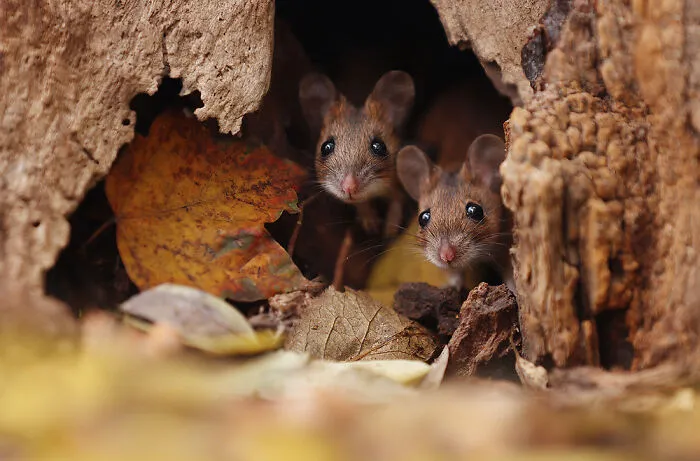 Award-Winning Photographer's Work Shows What Happens In Nature When The Animals Are Alone And At Peace (30 New Pics)
