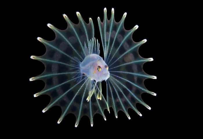 ‘Larval Lionfish’ By Steven Kovacs (United States), 2nd Place In 'Macro'