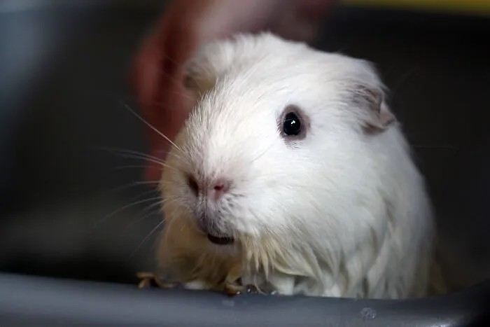 25 Personas comparten cómo condicionaron sin querer a sus mascotas para que aprendieran hábitos o trucos inusuales