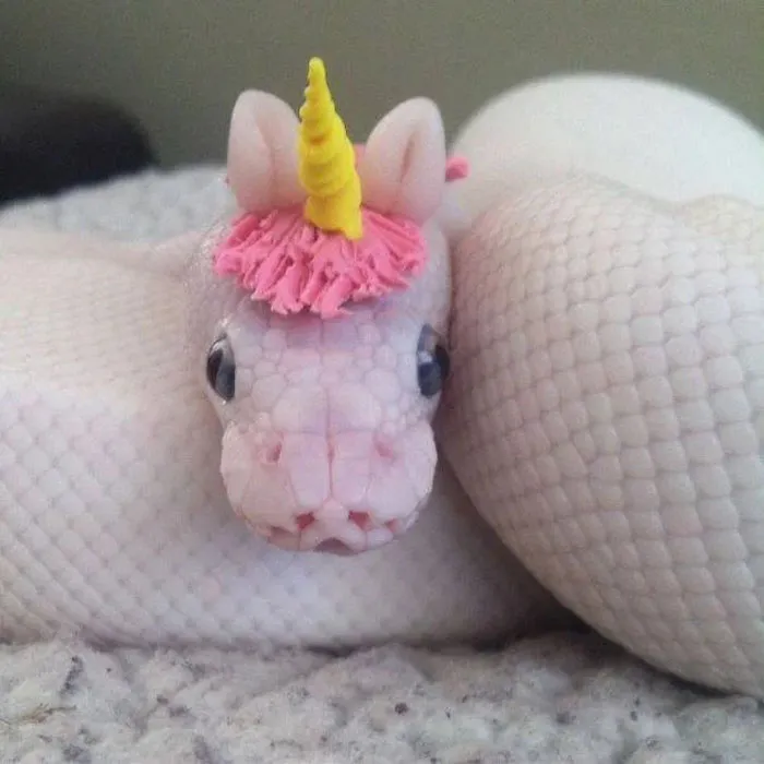 "Uni-Snake"
