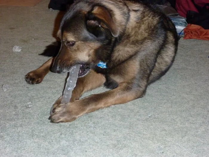 43 People Share How They Accidentally Conditioned Their Pets To Learn Unusual Skills Or Habits