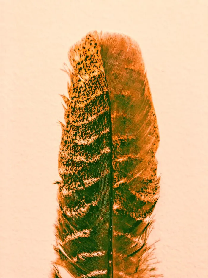 Feather