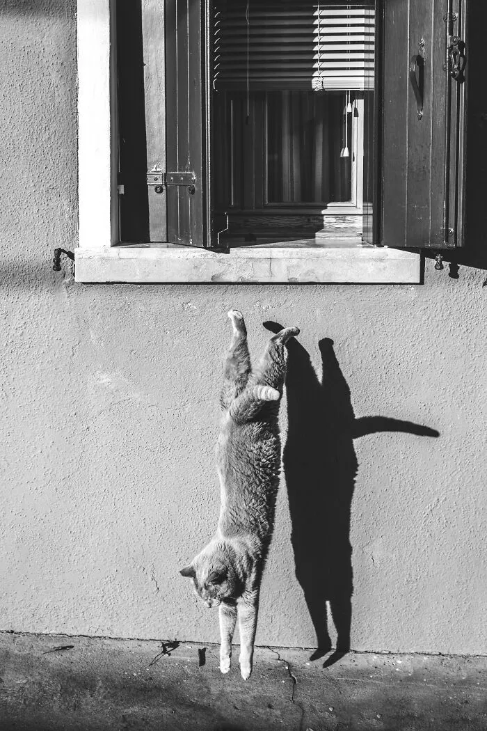 Easier Getting Down Than Jumping On...