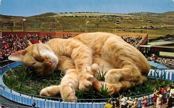 This Artist Uses Photoshop To Create Surreal Giant Cat Landscapes, Here Are His Best 30 Edits