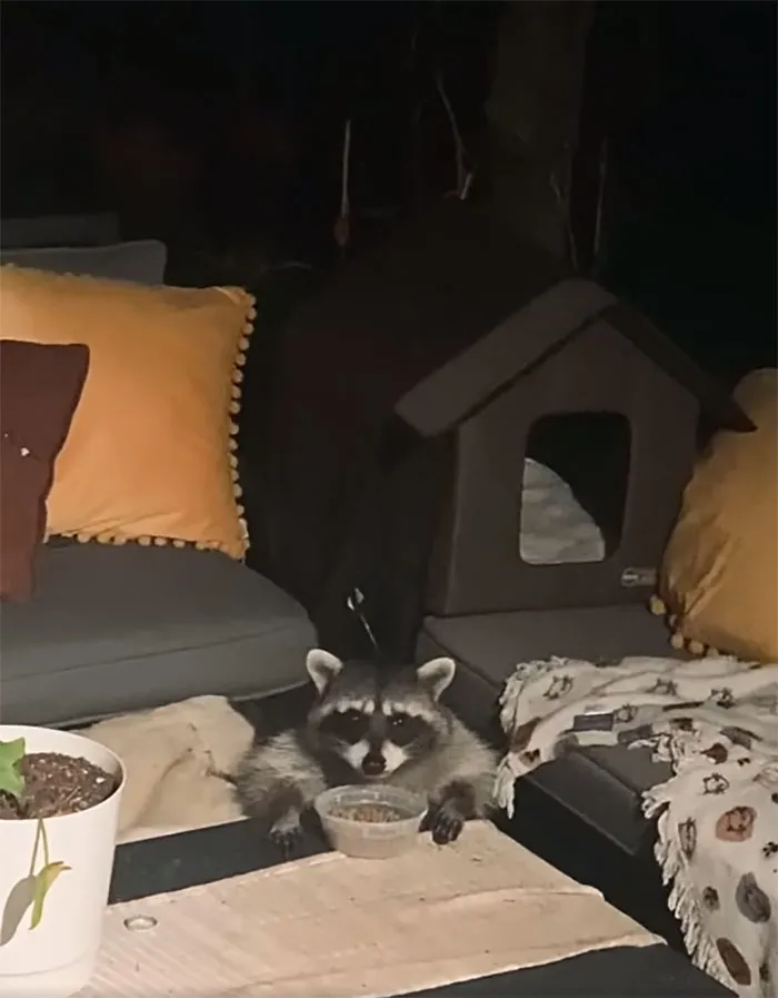 My House, Not My... Cat?