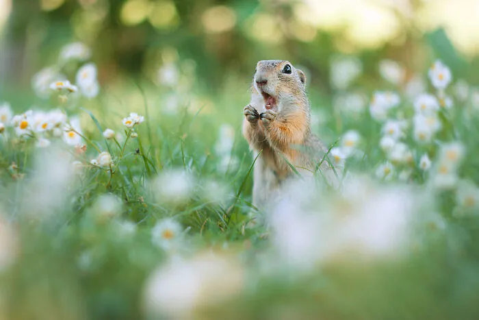 Award-Winning Photographer's Work Shows What Happens In Nature When The Animals Are Alone And At Peace (30 New Pics)