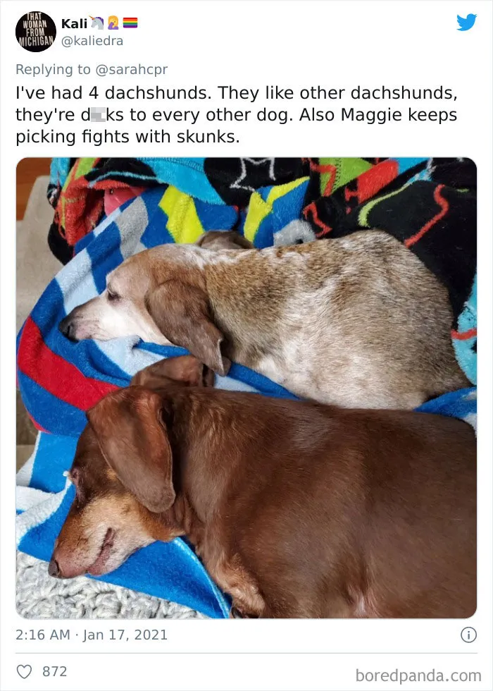 30 Tweets By Dachshund Owners About How It Feels To Have Such Personalities As Pets