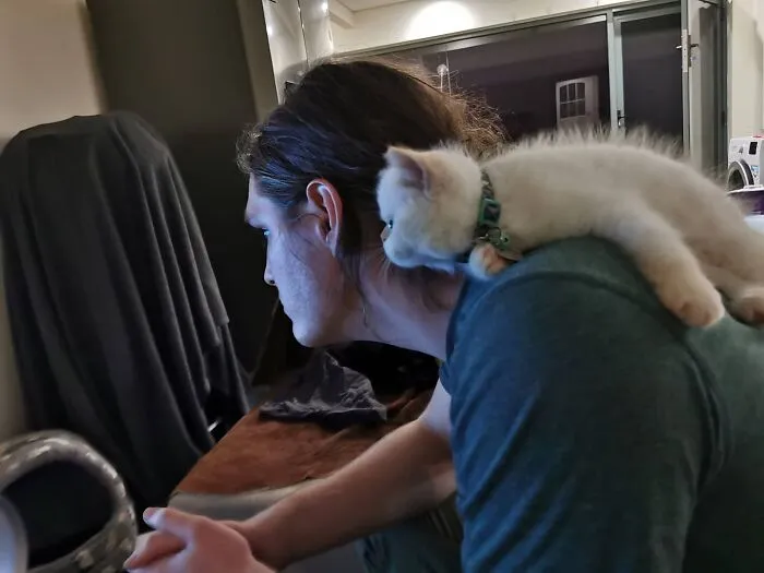 Mi gato viendo The Mandalorian con mi novio