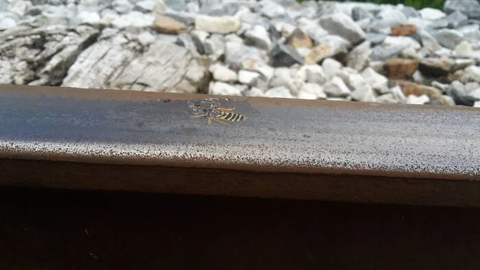 A Wasp Rolled Over By A Train.