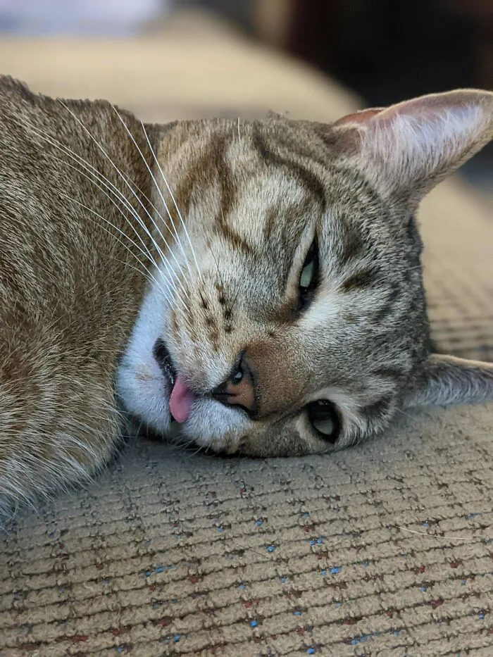 He Just Fell Asleep Like That, Woke Him And He's Fine But It Looks Like He's Wasted