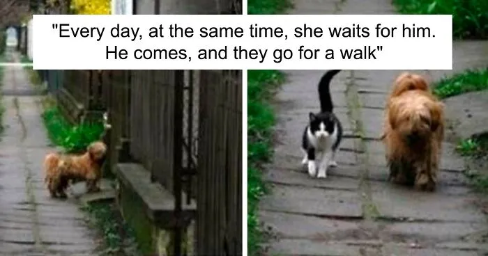 35 Times Animals Decided To Act Like Humans And It Got Documented In This Online Group
