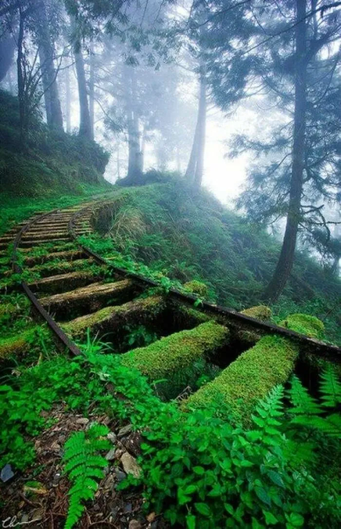 Railroad Tracks In Forest