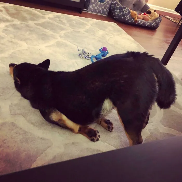 Shiba.exe ha dejado de funcionar
