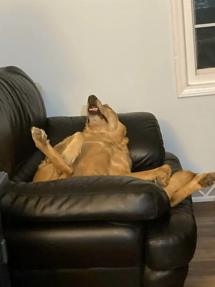 Mi madre me acaba de enviar esta foto de su perro durmiendo en el sofá