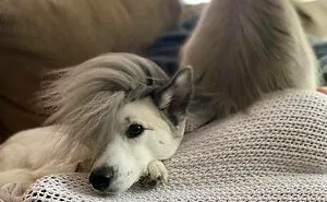 50 Hilarious Dog Posts To Put A Smile On Your Face (New Pics)