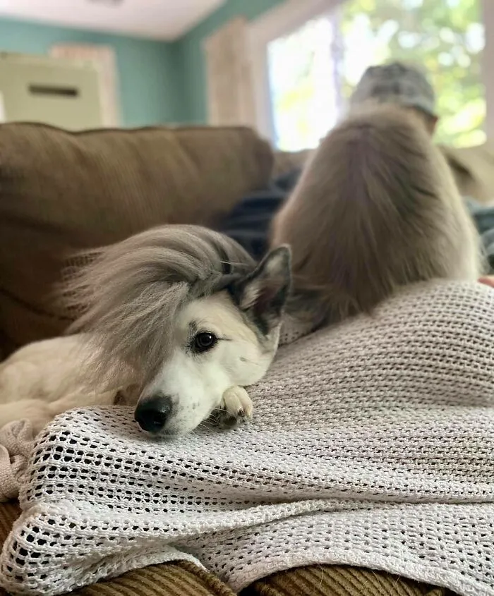 Our Dog's New Hairdo, Courtesy Of The Cat