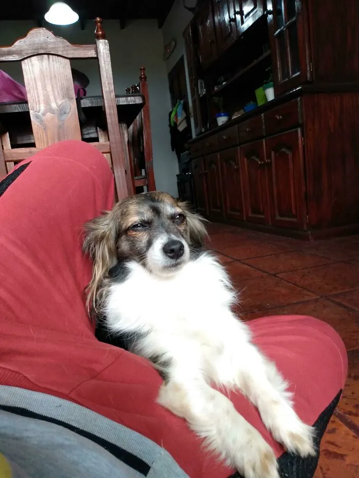 I Use Cannabis Oil For Medicinal Purposes, I Accidentally Dropped Some To The Floor And My Dog Licked It