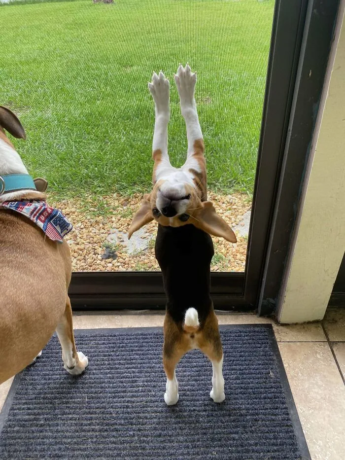 Say Hello To Bagel The Beagle