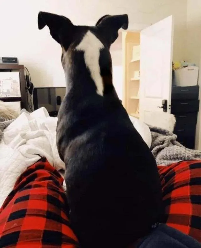 Head Pats And Rubs Go Right Here Please