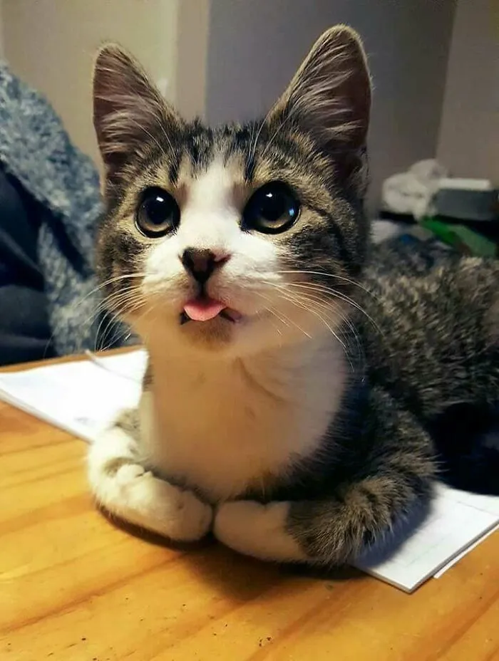 Blebliblato