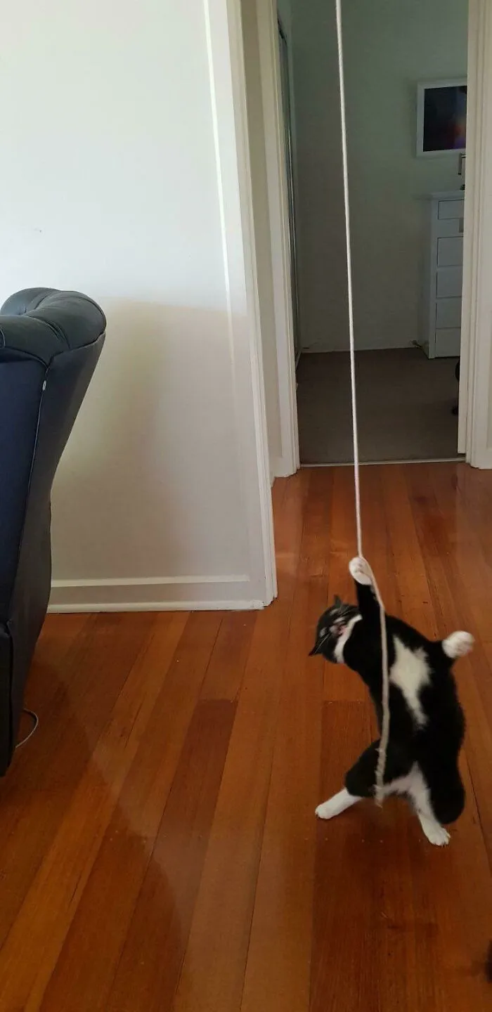 El gato se niega a jugar con cualquier cosa... Hasta que le saco un poco de cuerda