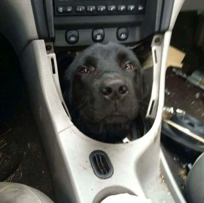 Transmission Is Stuck In Bark. Put It In Rufferse