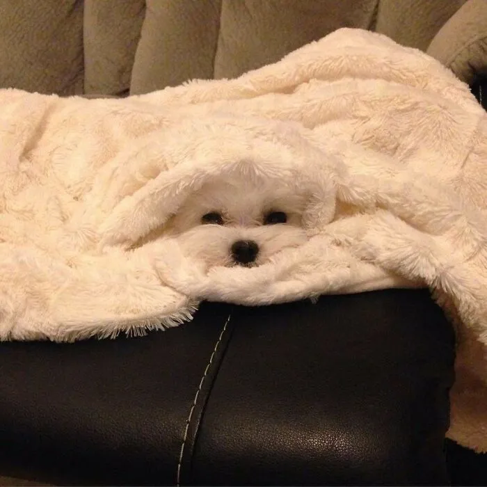 I Guess I'm A Towel Now