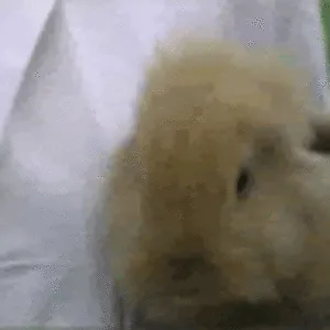 Nibbles The Destroyer!