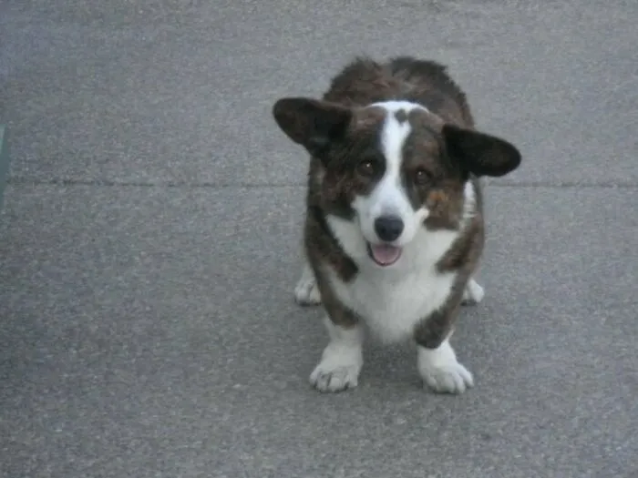 Today He Was Attacked On A Walk By A Pit Bull And Bulldog. During The Attack He Slipped Out Of His Collar And Ran Away
