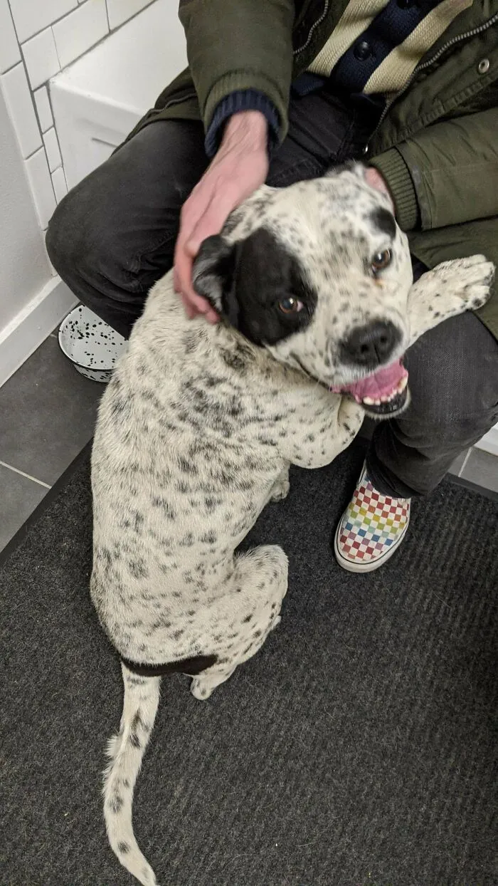 Thanks To The Help Of Some Savvy Internet Dog Detectives, We Were Able To Confirm And Reunite Scar With His Family This Morning