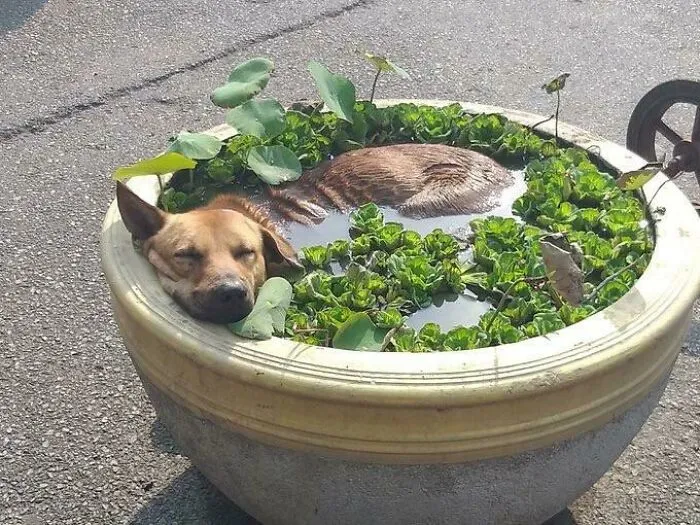 Forbidden Ramen