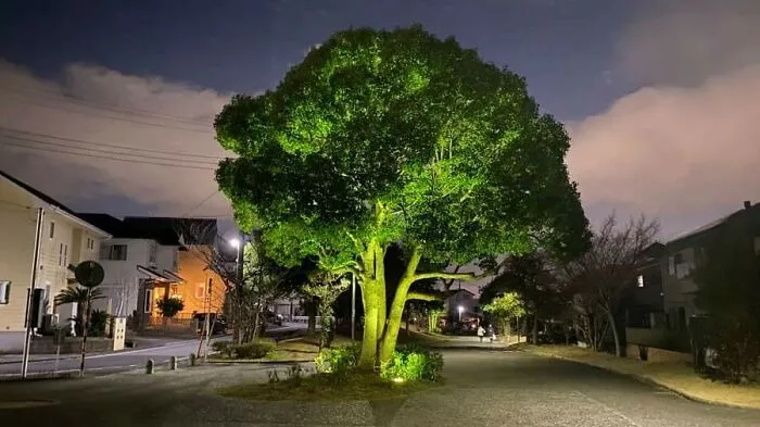 A Giant Broccoli