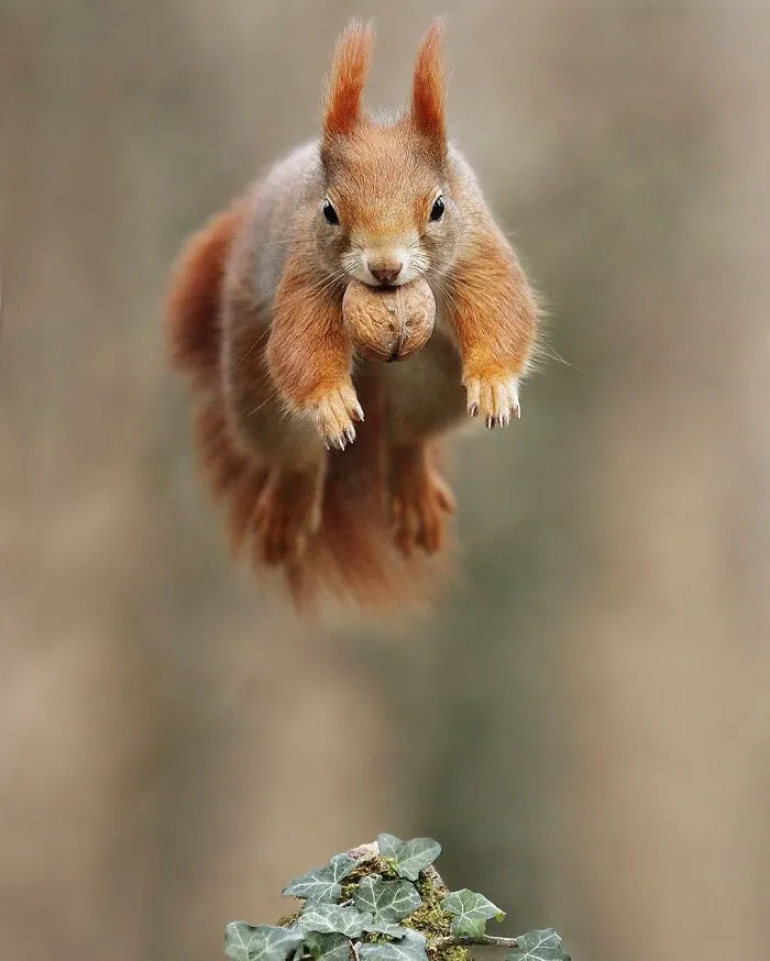 Award-Winning Photographer's Work Shows What Happens In Nature When The Animals Are Alone And At Peace (30 New Pics)