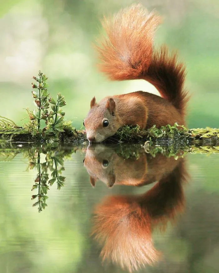 Award-Winning Photographer's Work Shows What Happens In Nature When The Animals Are Alone And At Peace (30 New Pics)