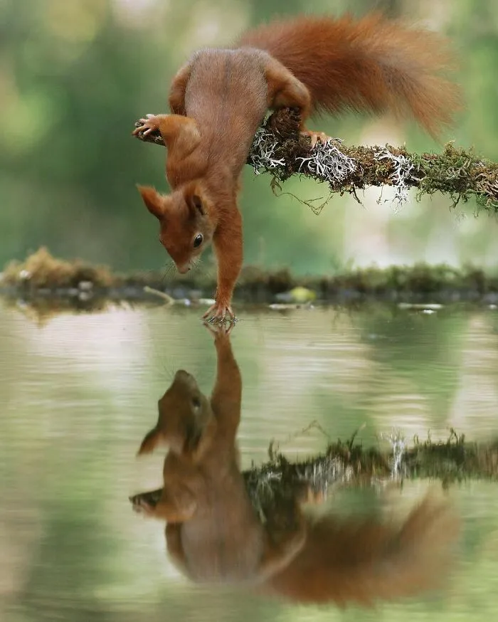 Award-Winning Photographer's Work Shows What Happens In Nature When The Animals Are Alone And At Peace (30 New Pics)