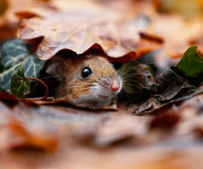 Award-Winning Photographer's Work Shows What Happens In Nature When The Animals Are Alone And At Peace (30 New Pics)