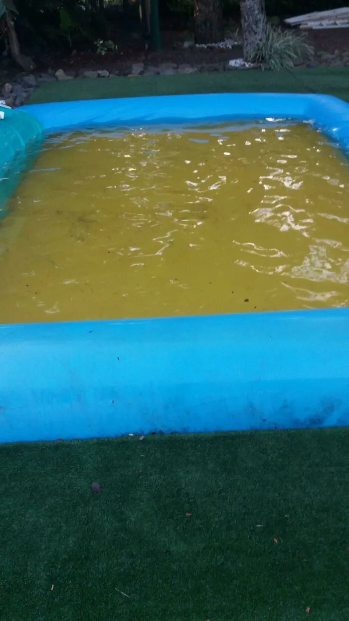This Small Pool Has A Yellow Plastic Mat At The Bottom, Making It Look Like It Is Filled With Urine