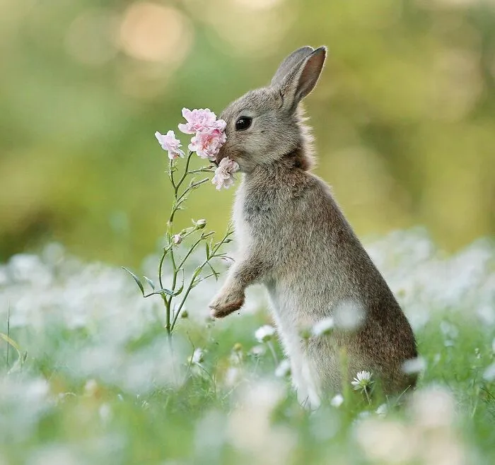 Award-Winning Photographer's Work Shows What Happens In Nature When The Animals Are Alone And At Peace (30 New Pics)