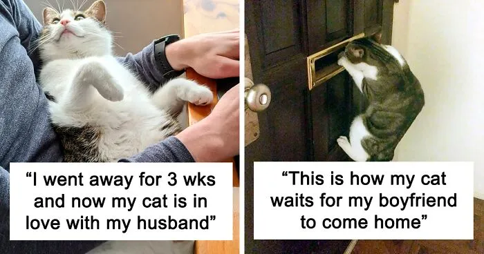 50 "Shameless" Pets That Stole Their Owners' Partners And Didn't Even Feel Sorry About It