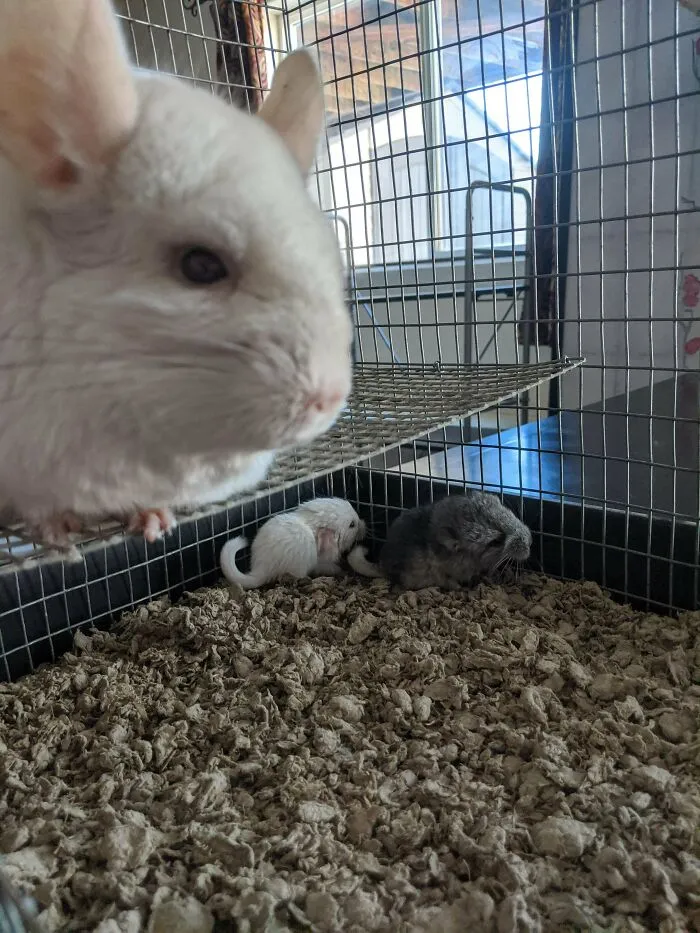 Chinchillas adorables dentro de una jaula con dos crías pequeñas en un entorno acogedor y seguro.