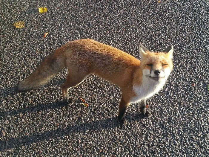 This Little Guy Comes Over To Say Hello When I Get To Work