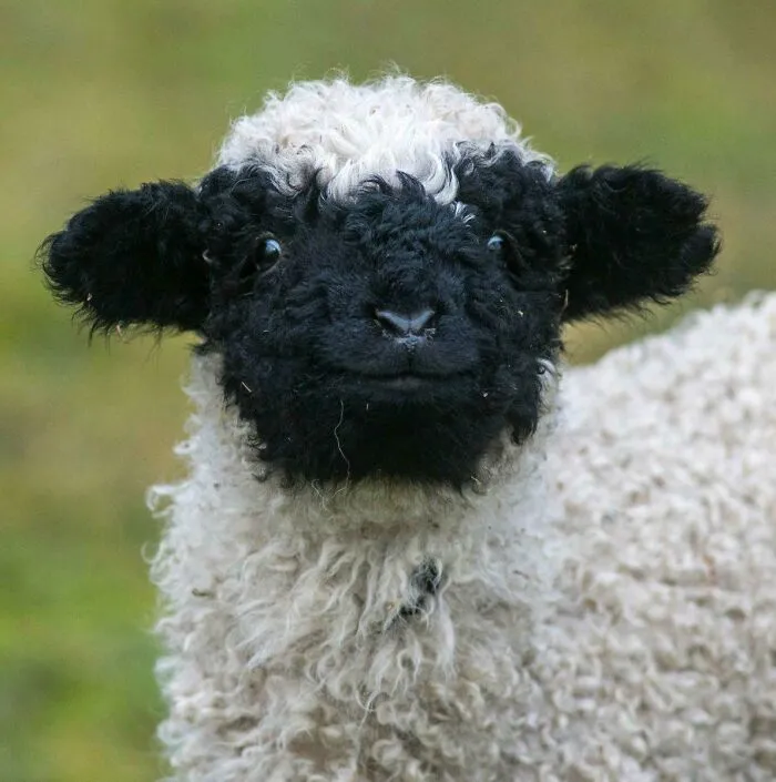Just A Valais Blacknose Sheep Smiling Back At You