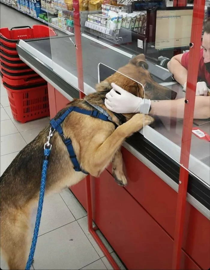 Este perro que sólo quiere que la gente lo acaricie