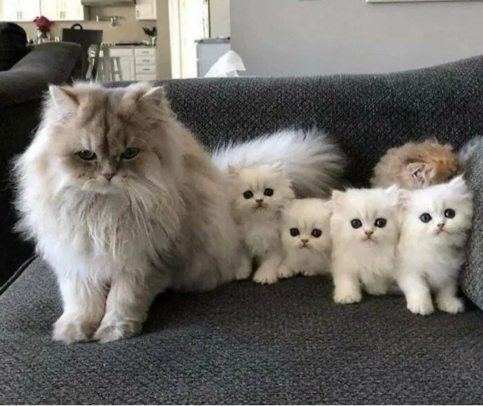 Momma And Her Marshmallows